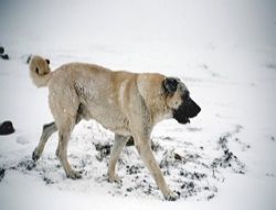 1 kişi köpek saldırısına uğradı!..