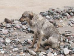 Oltu çayına düşen köpek ölümden döndü!..