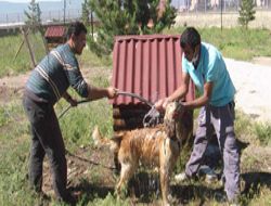 Mahkum köpeklerin güneş ve su keyfi!..