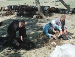 Doğu'da koyun kırkma sezonu başladı!..