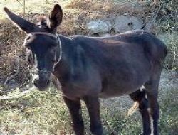 Öğrencilere at ve eşek eti yedirmişler!..