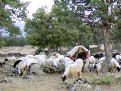 Erzurum'un yayla zorbaları