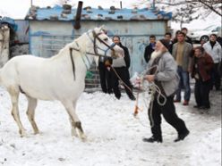 Baki Dede yeni atına kavuştu