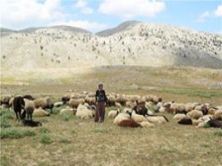 Erzurum yaylaları için rapor hazırlandı