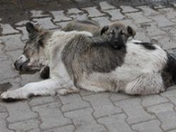 Sokak köpeğine çarptılar yavrusu başını bekledi