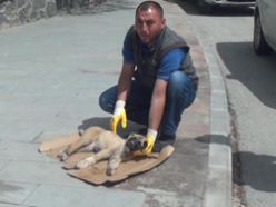 Otomobilin çarptığı yavru köpeğin 2 ayağı kırıldı 