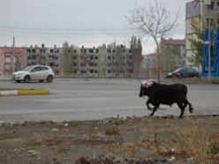 Erzurum`da kaçan boğa terör estirdi