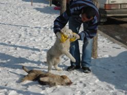 Yavru köpeğin kardeş vefası