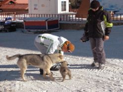 Yavru köpekler palandöken`in neşesi oldu