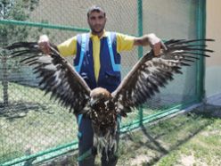 Yaralı kartallar Erzurum'da tedavi edilecek