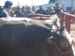 Erzurum'da kurbanlıklar pazara indi