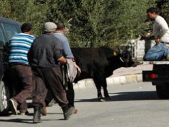 Pazardan kaçan boğa sahibine zor anlar yaşattı