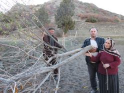 Oltu'da intikam için ağaçlar kesildi iddiası