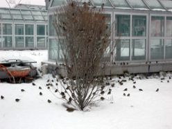 Kar yağdı, kuşlar aç kaldı