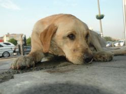 Kazayla yaraladığı köpeği tedavi ettirdi