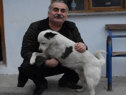 3 Ayaklı köpeğini sevgiyle büyütüyor