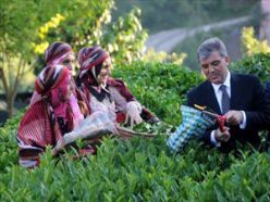 Cumhurbaşkanı Gül, Rize'de çay topladı