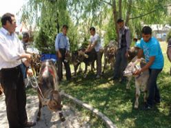 9. Akdağ festivali coşkuyla devam ediyor