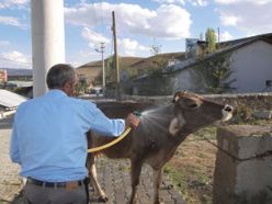 İneklere hortumlu serinleme