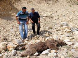 Erzurum'da boz ayıyı vurdular