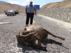 Yol ortasında hayvan leşleri