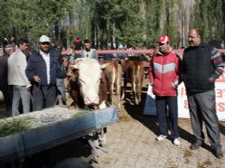 Pasinler'de hayvan pazarı hareketlenmeye başladı