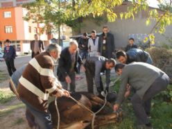 Oltu'da kurban bayramı