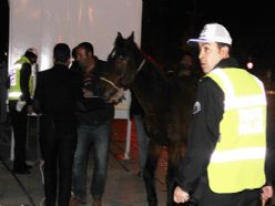 Ahırdan kaçan at trafiği birbirine kattı