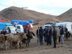 Canlı hayvan fiyatları yükselişe geçti