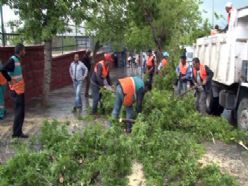 Erzurum'da fırtına ağaçları devirdi