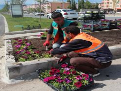 Büyükşehir Belediyesi 350 bin çiçek ekti