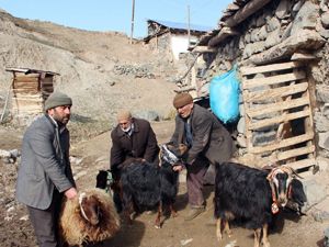 Erzurum'da aç kurtlar köye indi...