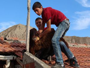 Kurbanlık koyun evin çatısına çıktı