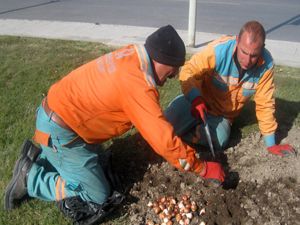 Büyükşehir, şehre 305 bin lale soğanı ve süs lahanası dikti