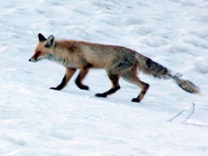 Erzurum'da aç kalan tilkiler köye indi