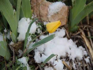 Oltu'da laleler kar altında kaldı