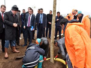 Büyükşehir, yaz mevsiminde 40 bin ağaç dikecek