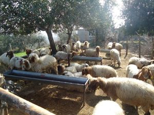 Orman ve Su İşleri Bakanlığı'ndan orman köylülerine dev destek...