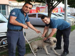 Çayda mahsur kalan köpeği itfaiye kurtardı