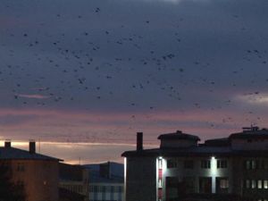 Erzurum'da kuşların da göçü başladı