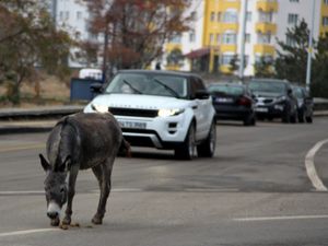 Trafikte eşek var...