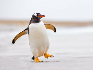 Karlı ve buzlu yolda penguen gibi yürüyün