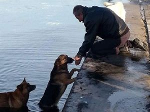 Denize düşen köpeği, başka bir köpek kurtardı