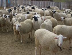 Koyun hırsızları Erzurum'da yakalandı!..