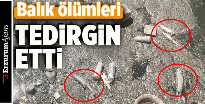 Kars Çayı'nda toplu balık ölümü